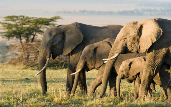 6 Days Classical Tanzania Safari