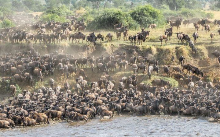 4 Days Wildebeest Calving Safari