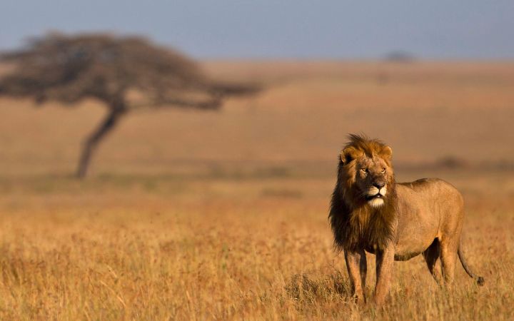 7 Day Hakuna Matata Safari