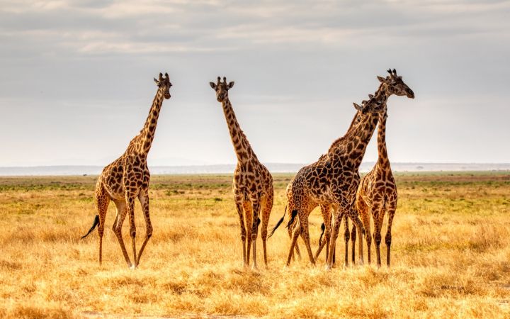 10 Days Tanzania Luxury Safari